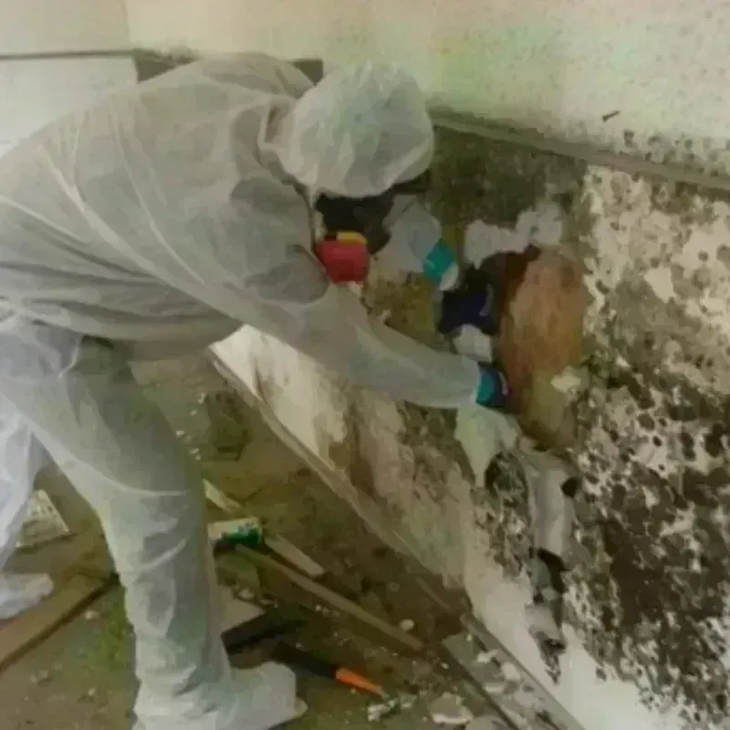 Best Mold Remediation and Removal Service in Barnesville, OH